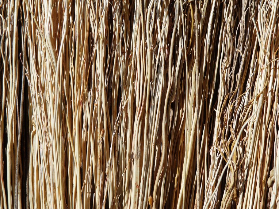 Текстура ветки дерева