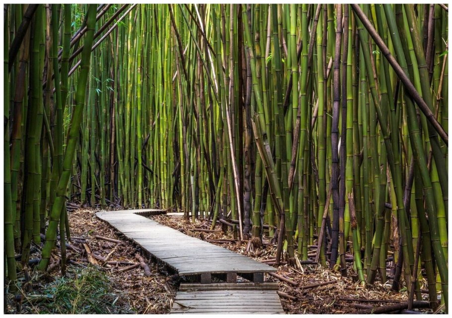 Вейник остроцветковый Карл Форстер на белом фоне