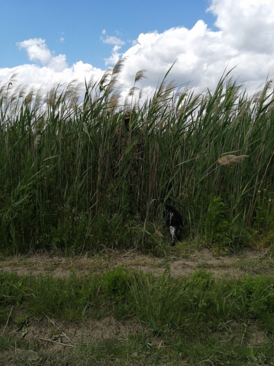 Маскировочный халат “зеленый камыш”