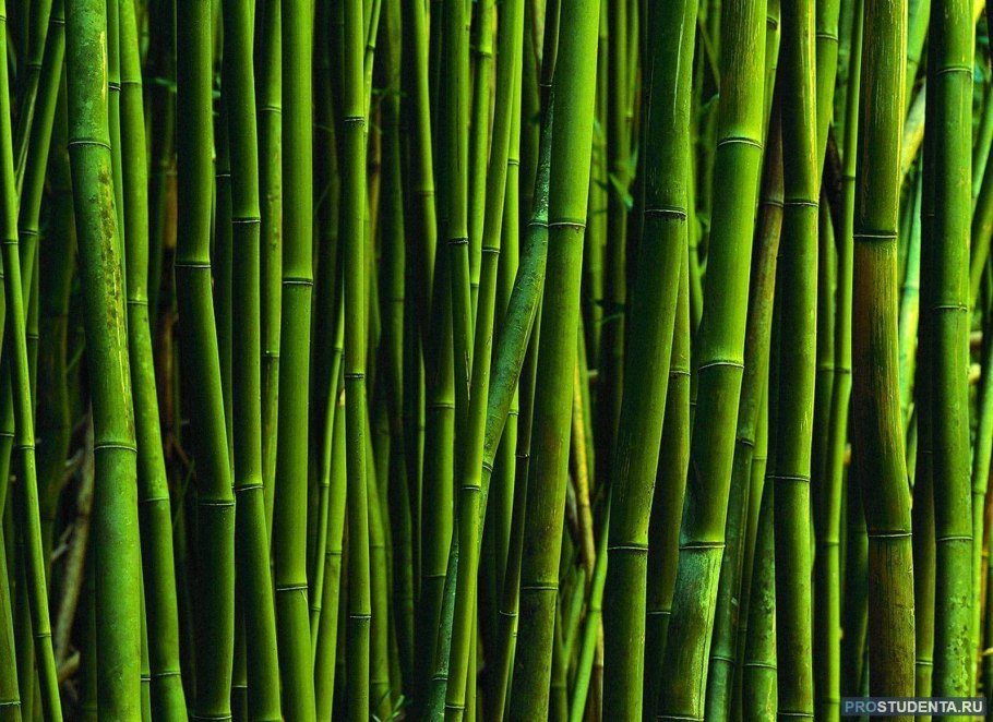 Бамбук тростниковый bambusa arundinacea