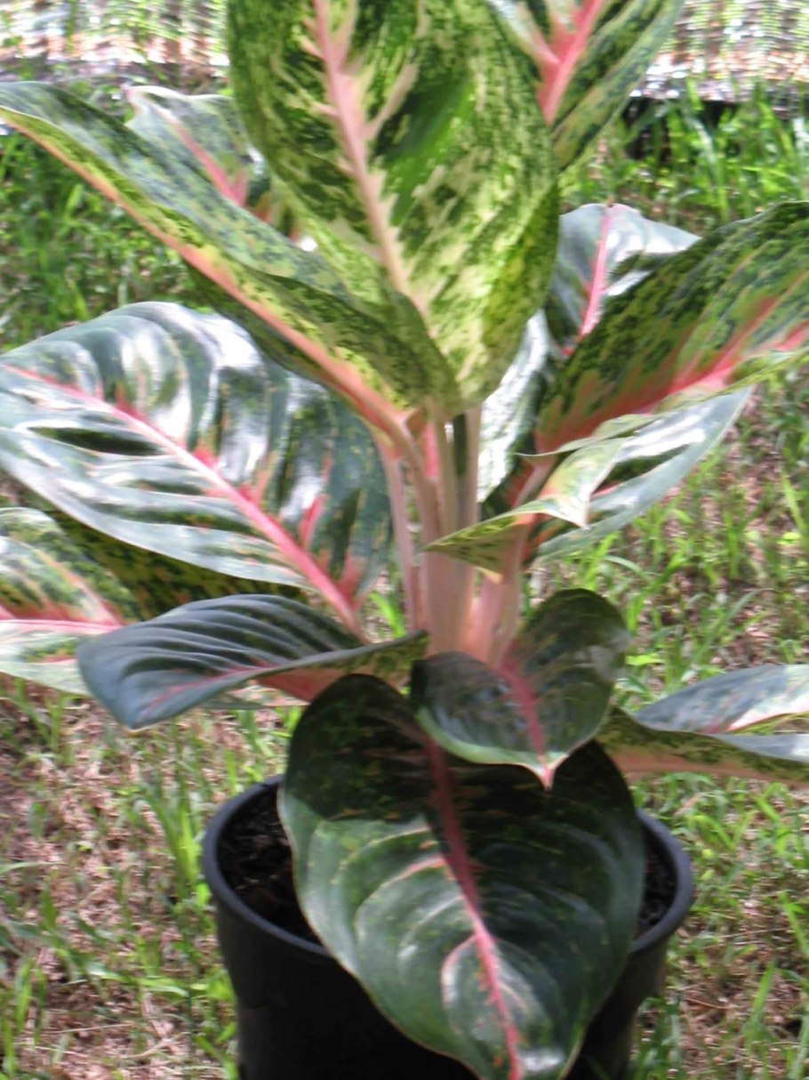 Аглаонема фёрст Даймонд