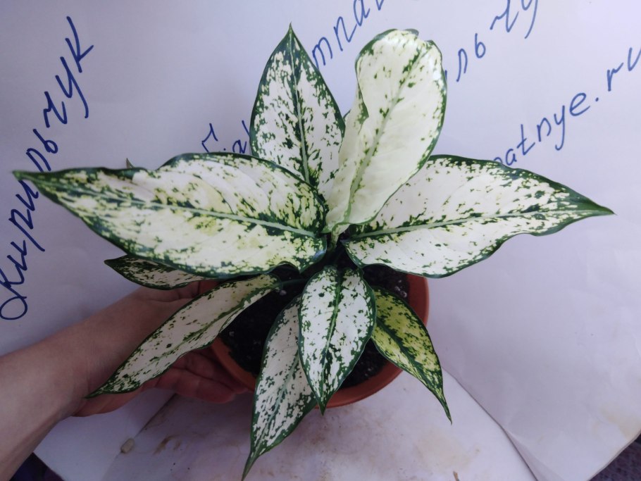 Аглаонема commutatum