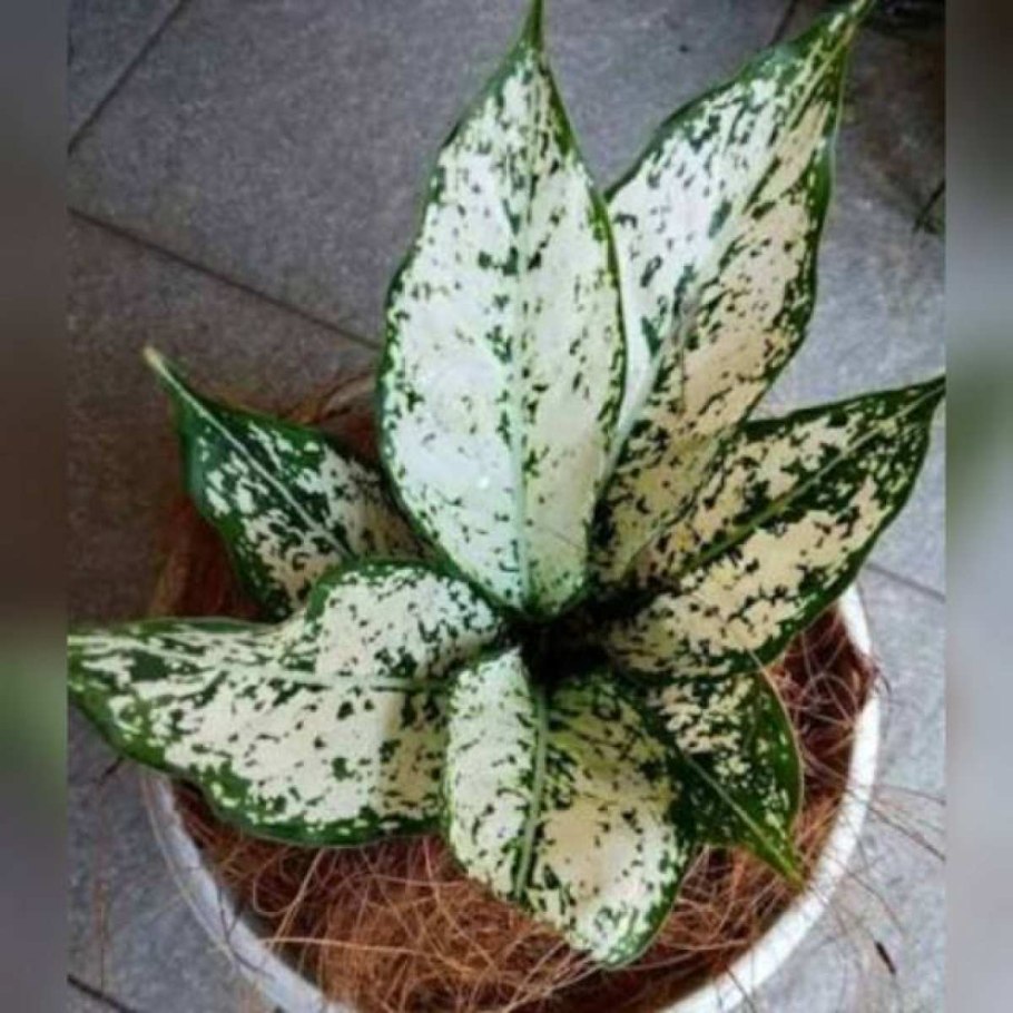 Аглаонема Вайт