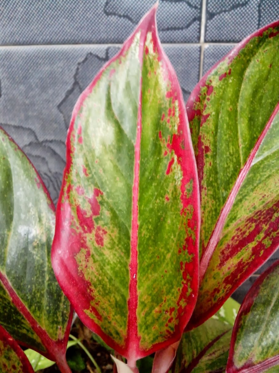 Аглаонема Грин микс