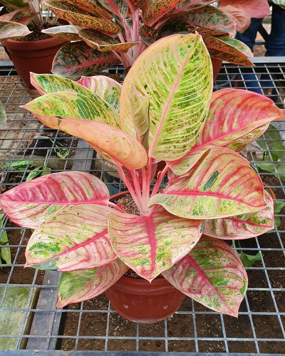 Аглаонема Грин леопард