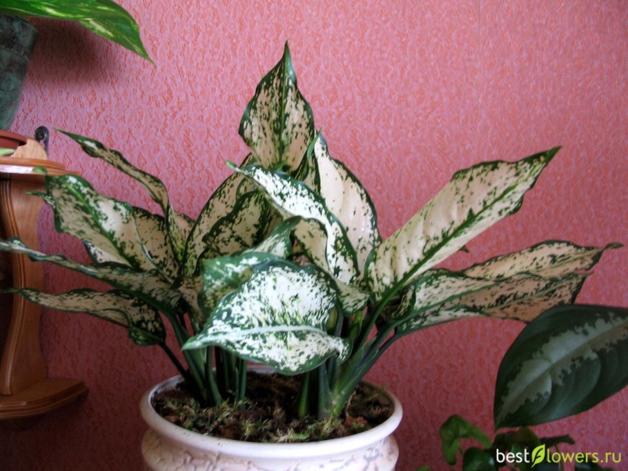 Аглаонема Сноу