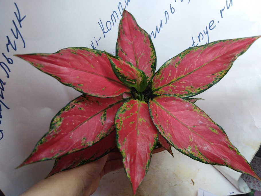 Аглаонема тиара