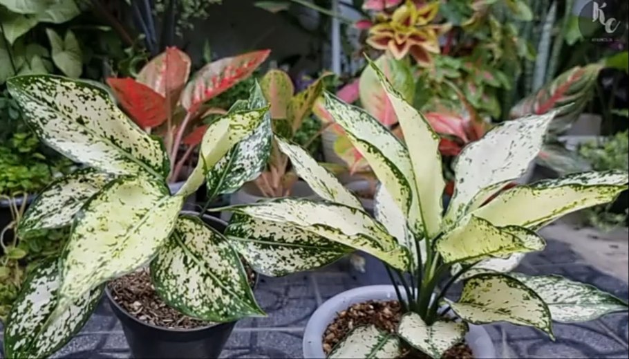 Аглаонема Кордилина