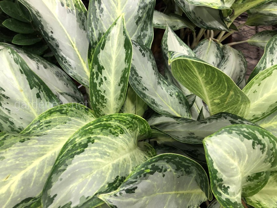 Аглаонема Грин леопард