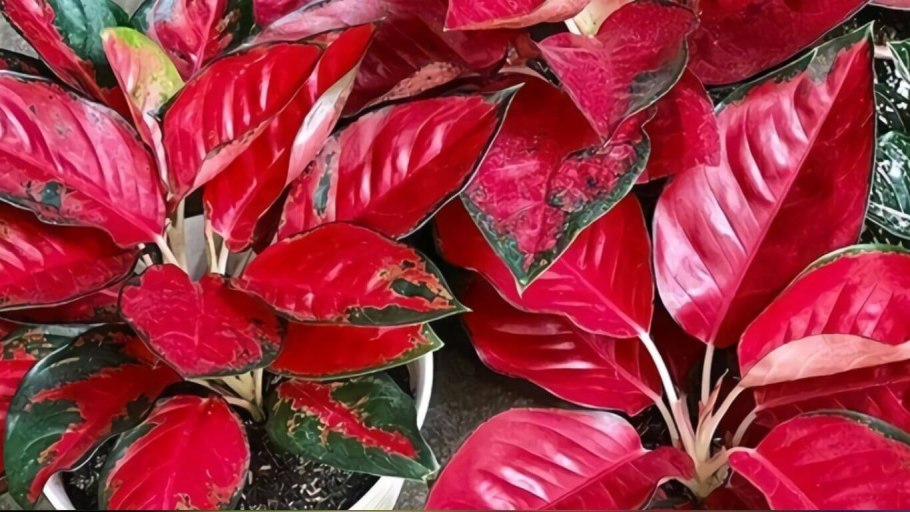 Аглаонема commutatum Maria