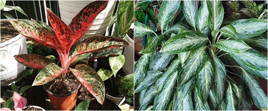 Аглаонема листья