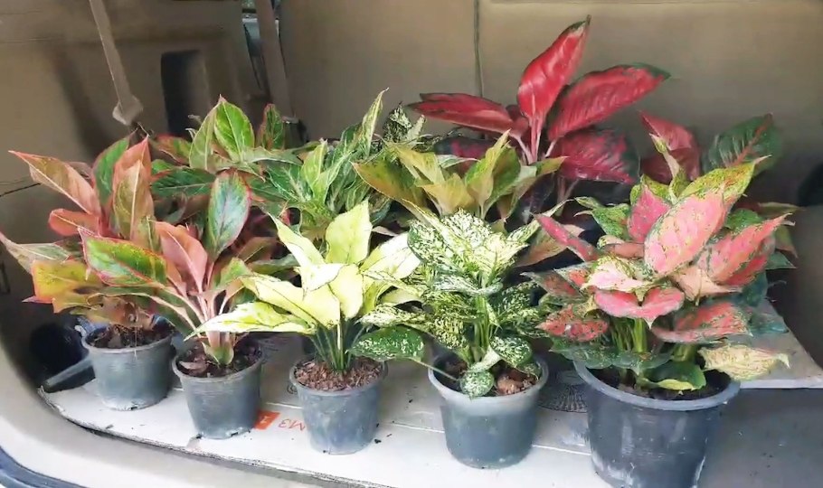 Аглаонема маранта