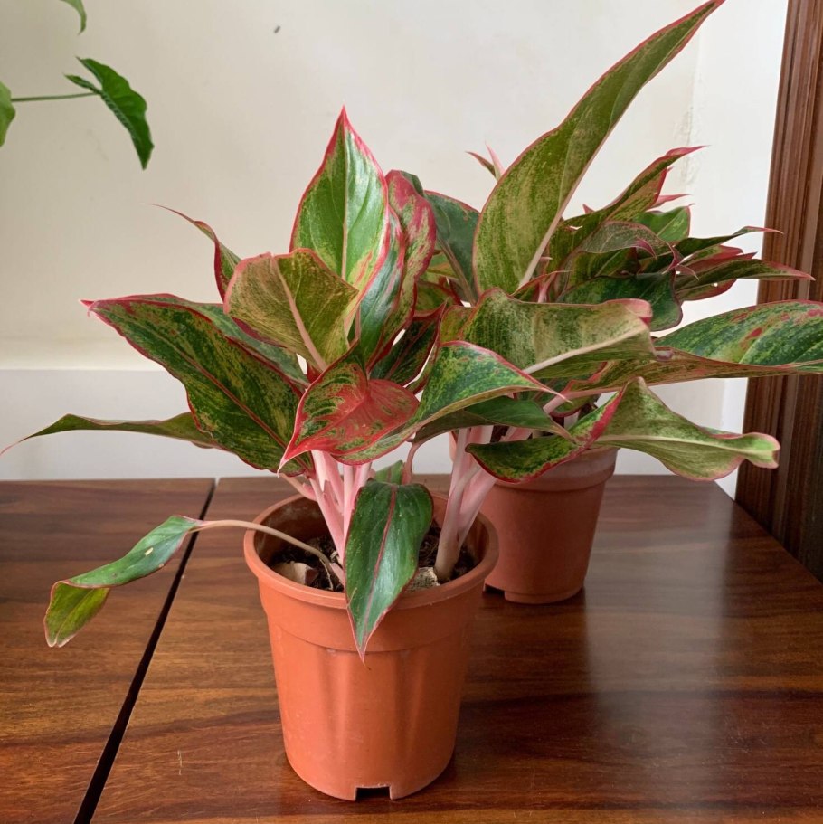 Aglaonema Zebra Feathers