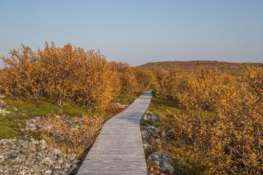 Камчатские березы осенью