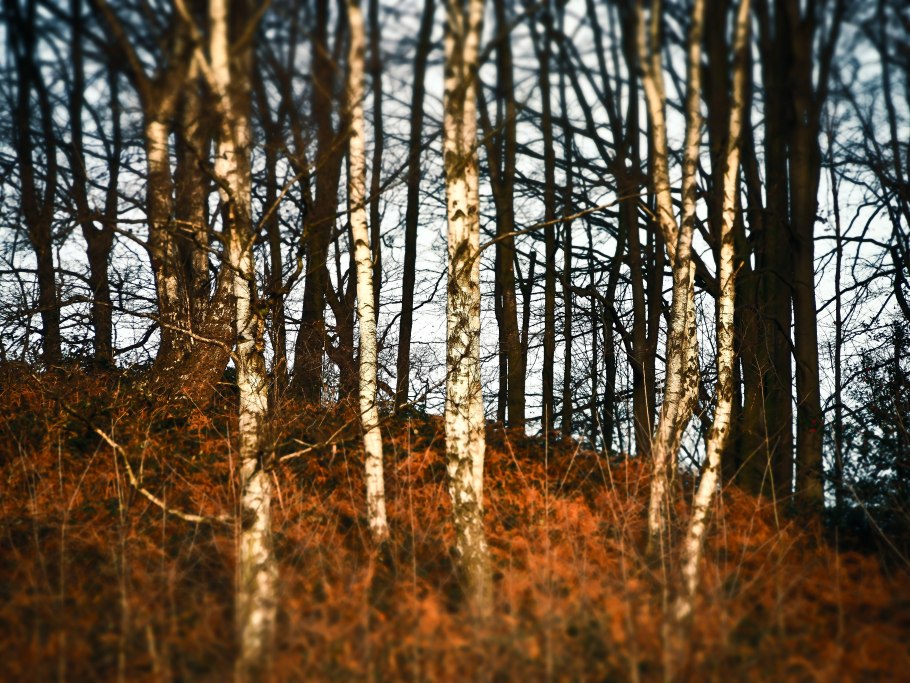 Берёза карликовая Голден Дрим