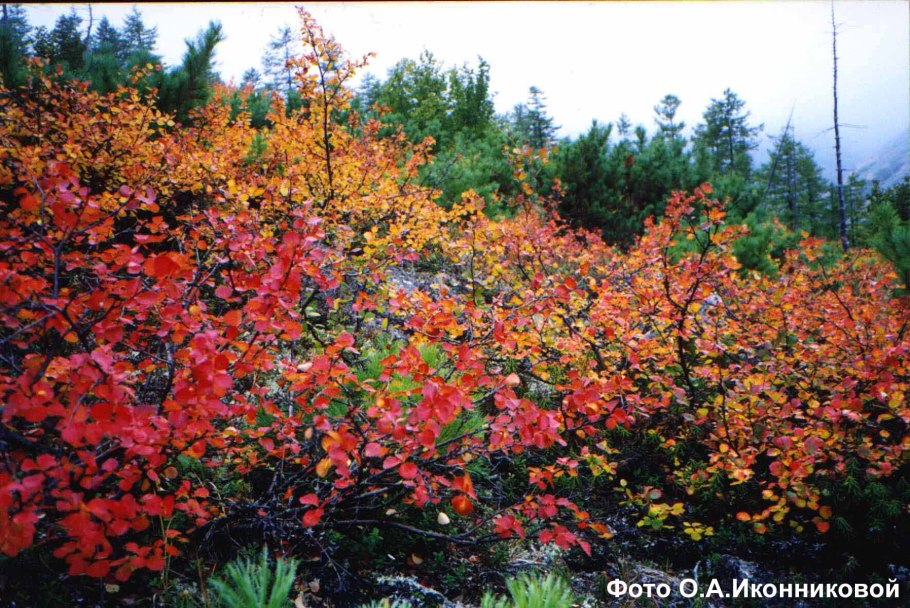 Карельская карликовая береза