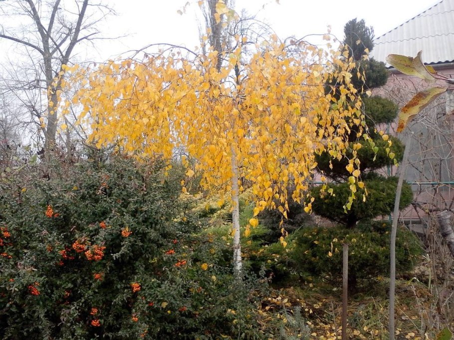 Betula Alba Youngii (pendula)