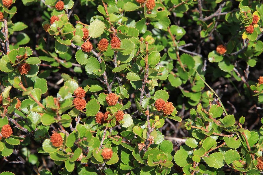 Береза карликовая Betula Nana