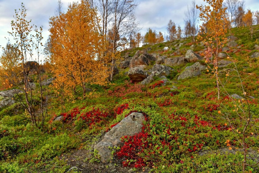 Береза повислая Юнги Betula pendula Youngii