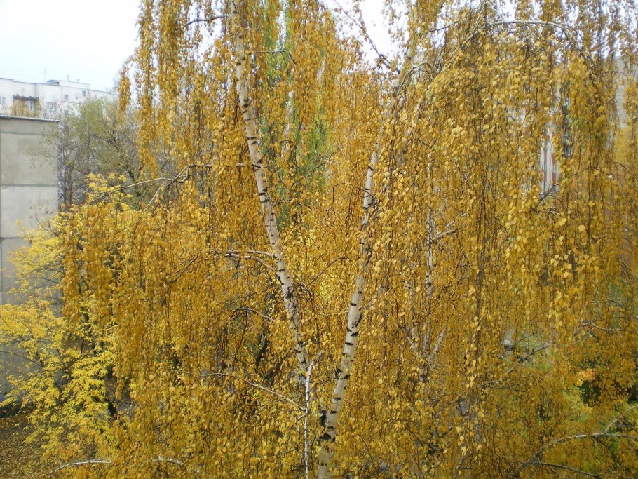 Карликовые березы Кольского полуострова