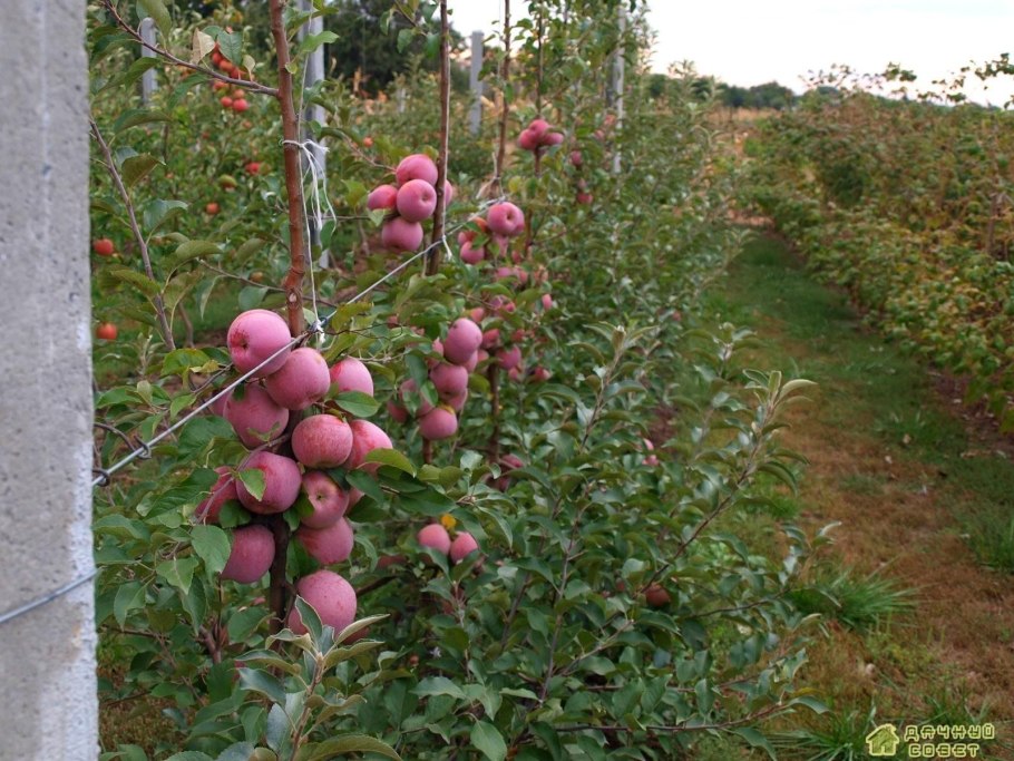 Саженцы яблони Флорина