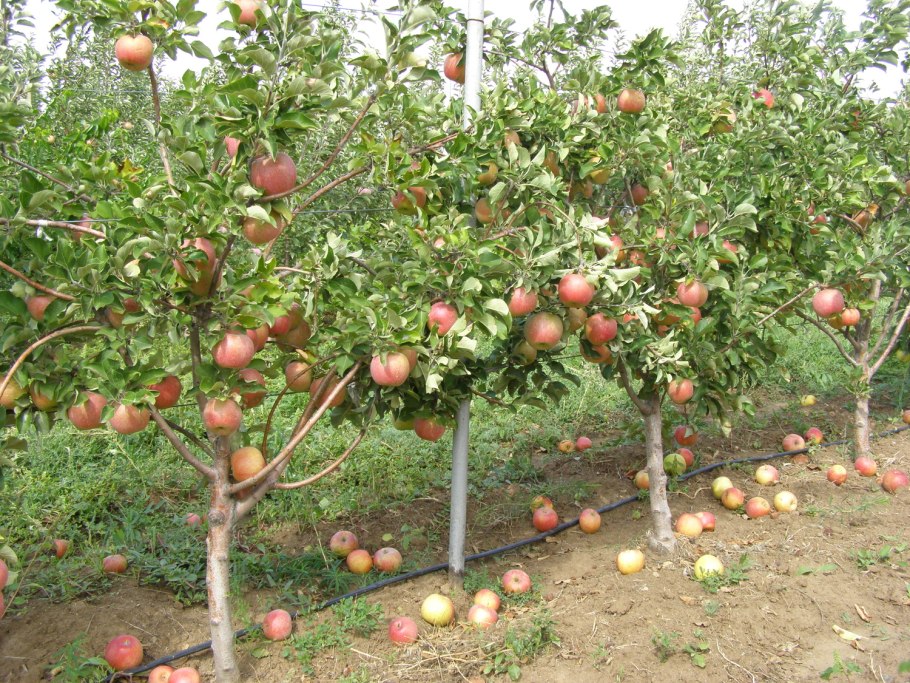 Яблоня полукарлик