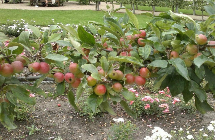 Яблоня Братчуд