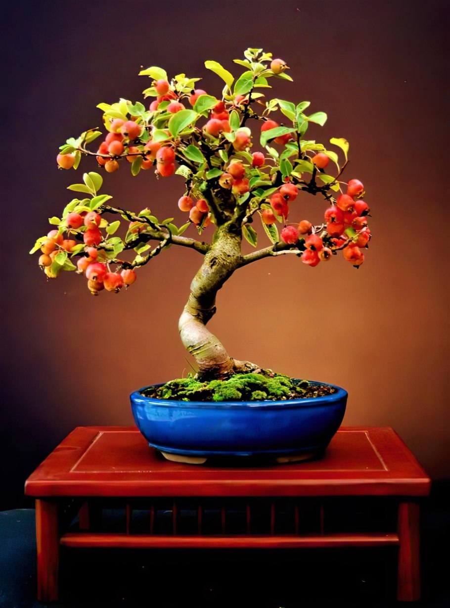 Яблоня мелкоплодная бонсай