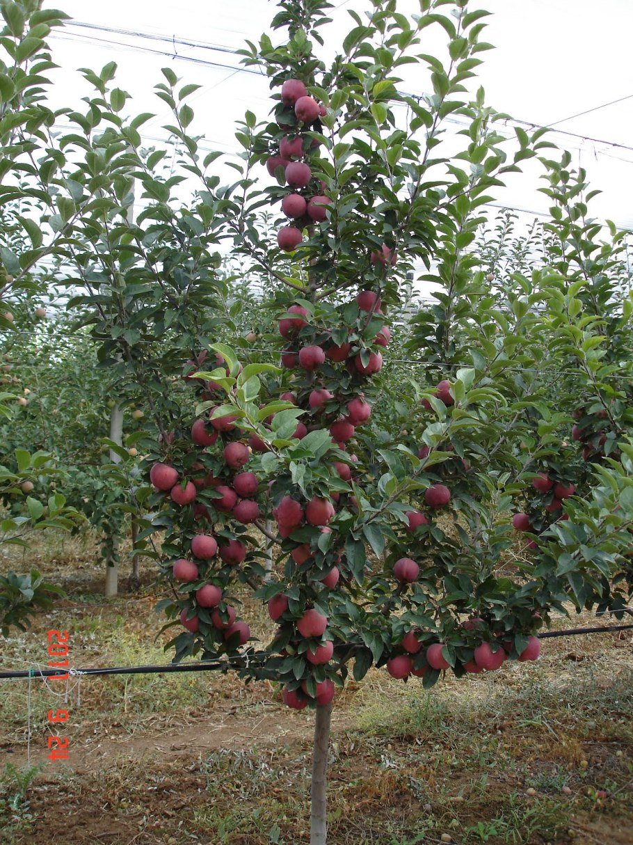 Яблоня ред Чиф