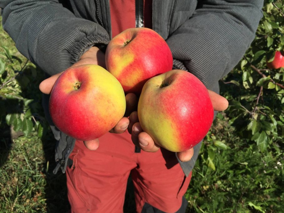 Яблоня карлик Мазунина Соколовское