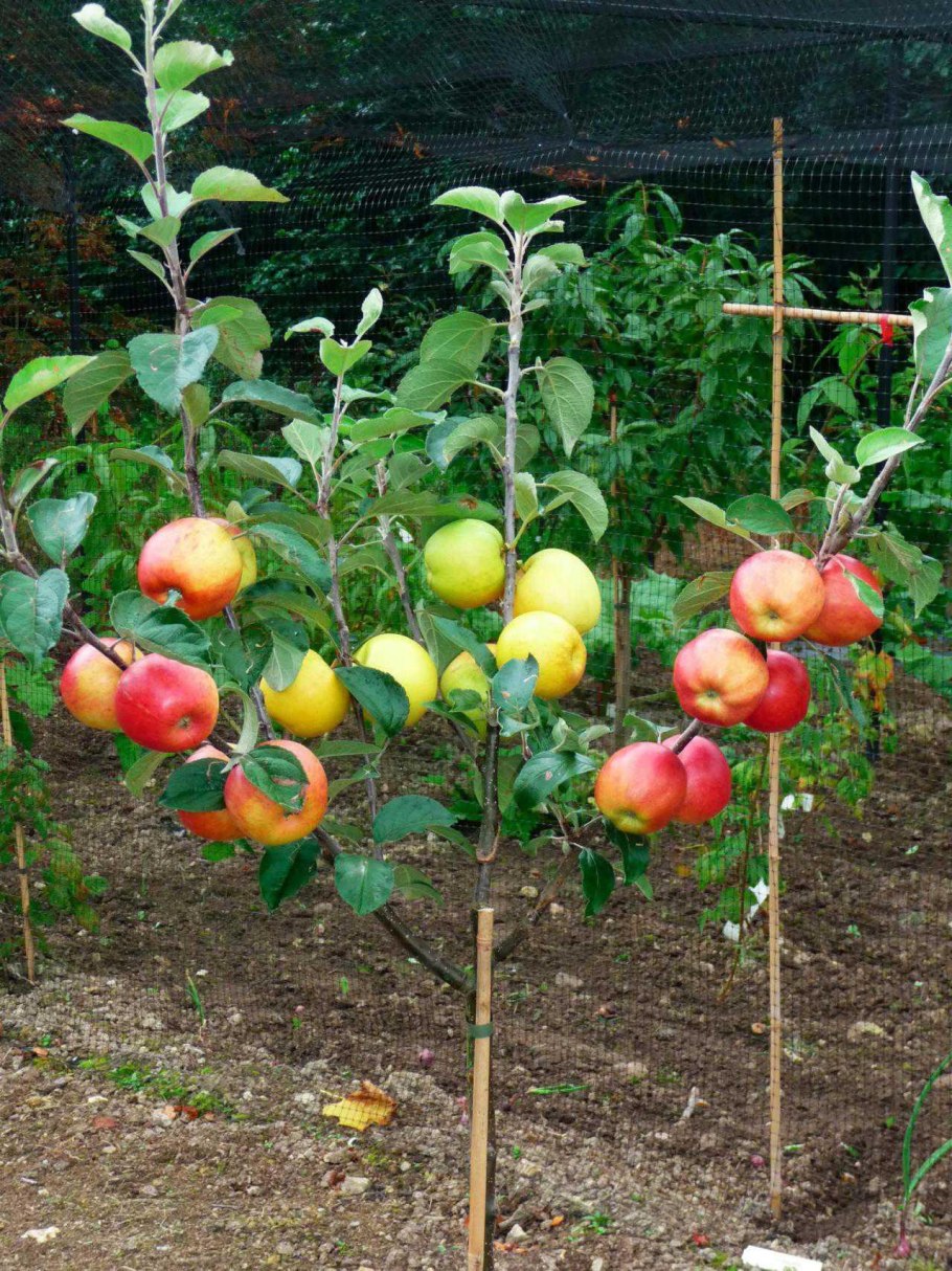 Карликовая яблоня Голден