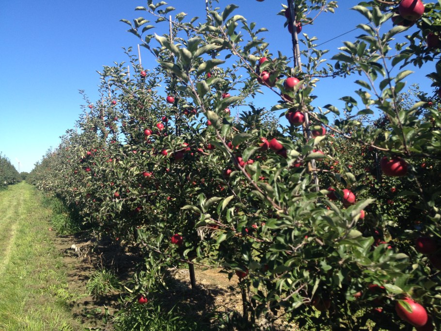 Яблоня карликовая с2l