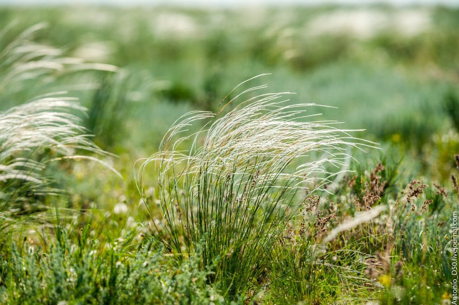 Ковыль (Stipa)