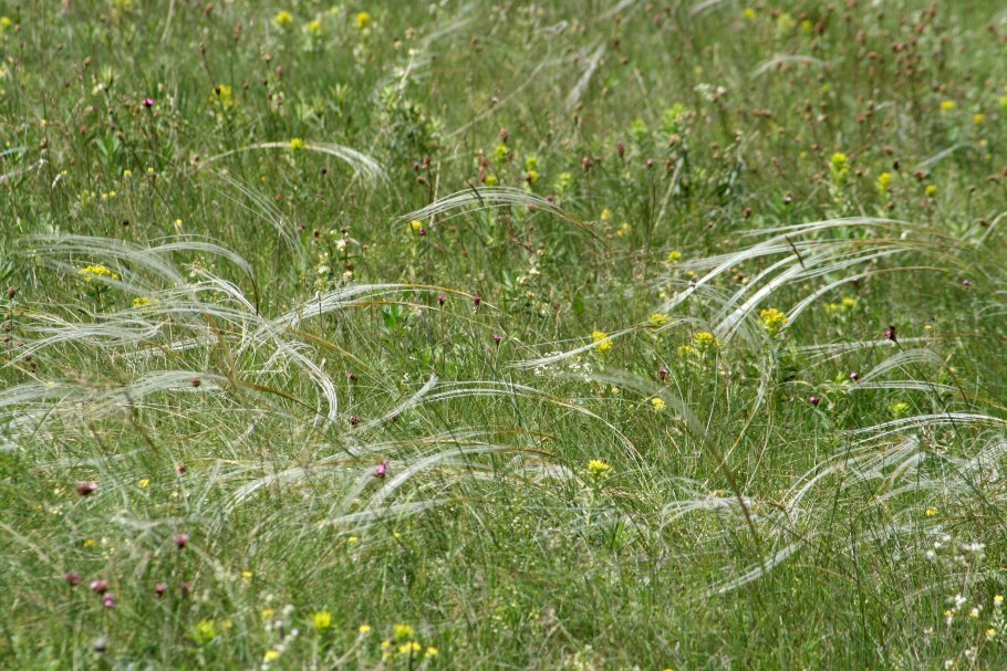 Ковыль перистый (Stipa pennata)