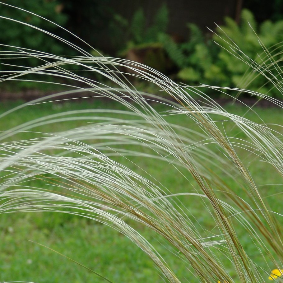 Ковыль перистый (Stipa pennata)