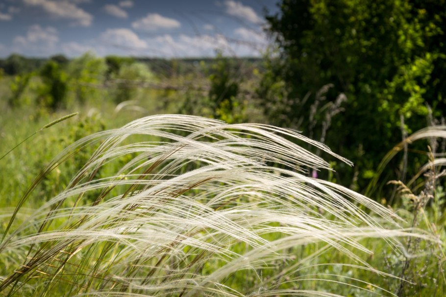 Ковыль перистый (Stipa pennata l.)