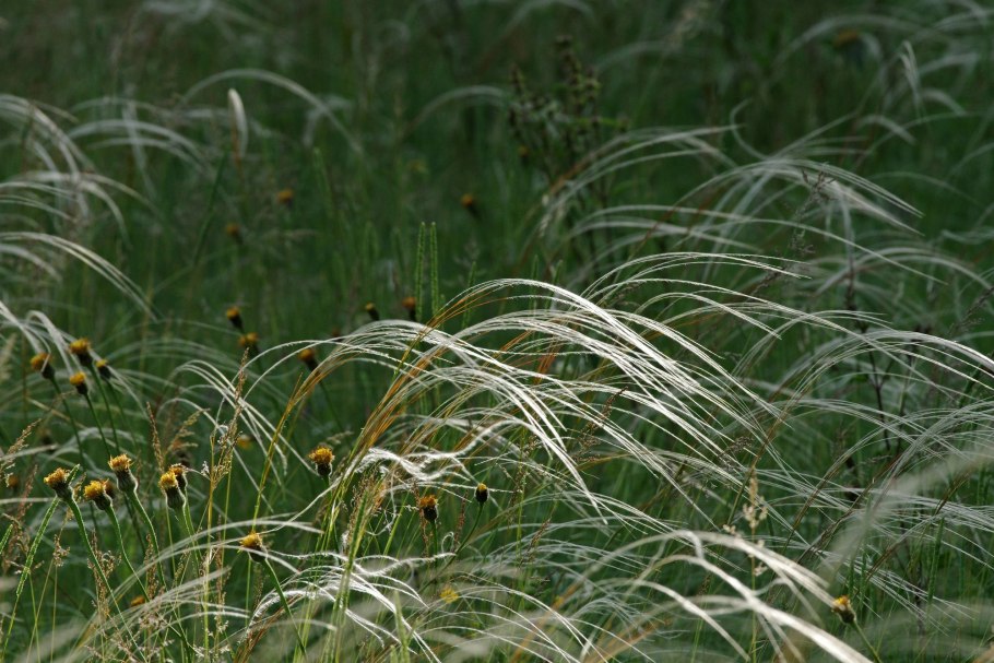Ковыль перистый (Stipa pennata l.)