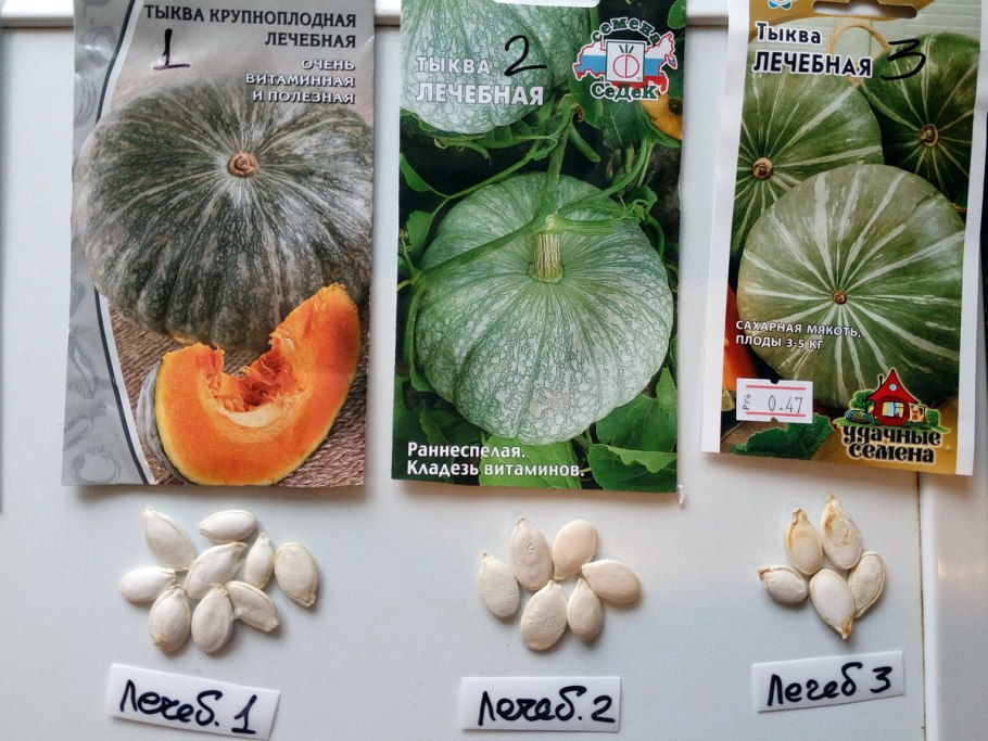 Тыква лечебная СЕДЕК