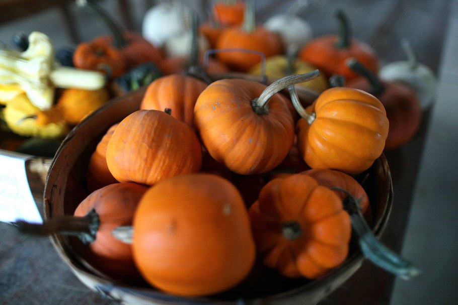 Чем полезна тыква для организма