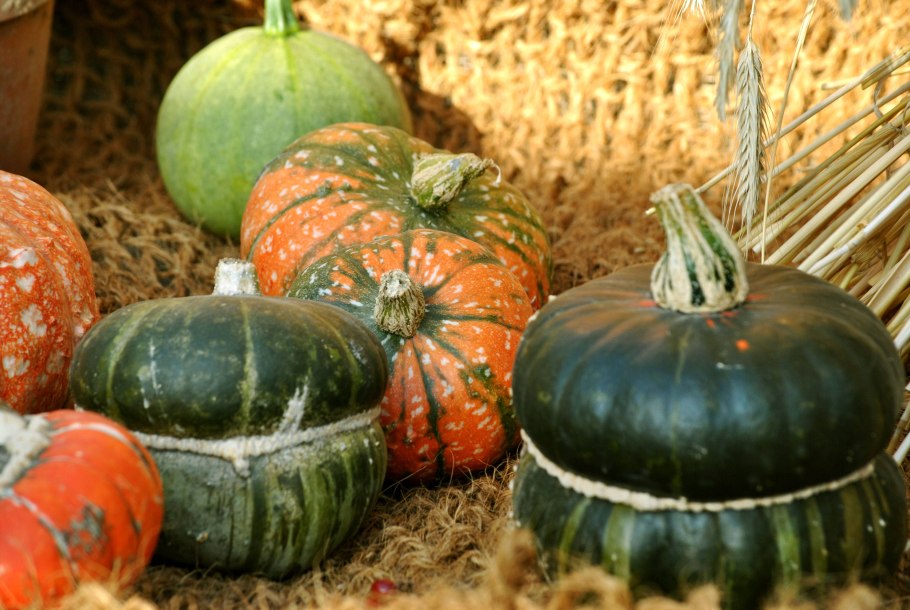 Тыква сорт лечебная