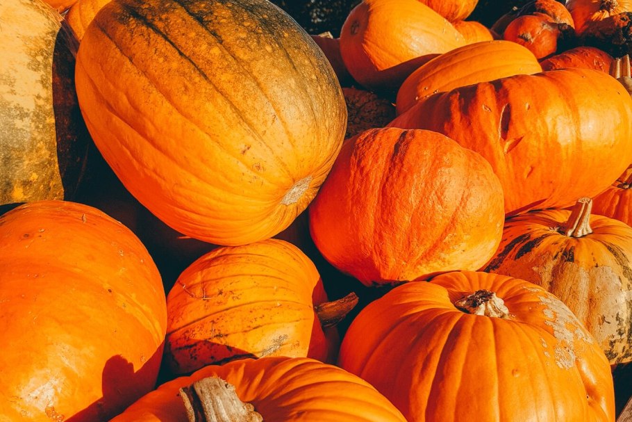 Гитаровидная тыква