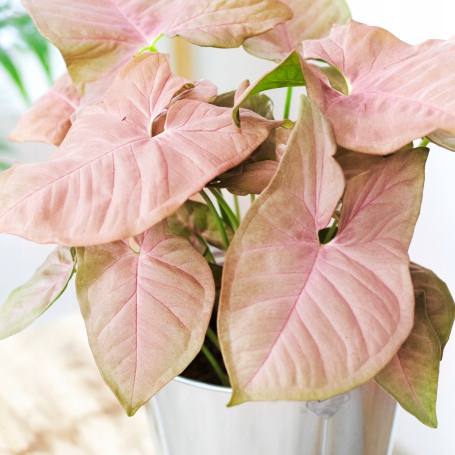 Syngonium Neon robusta