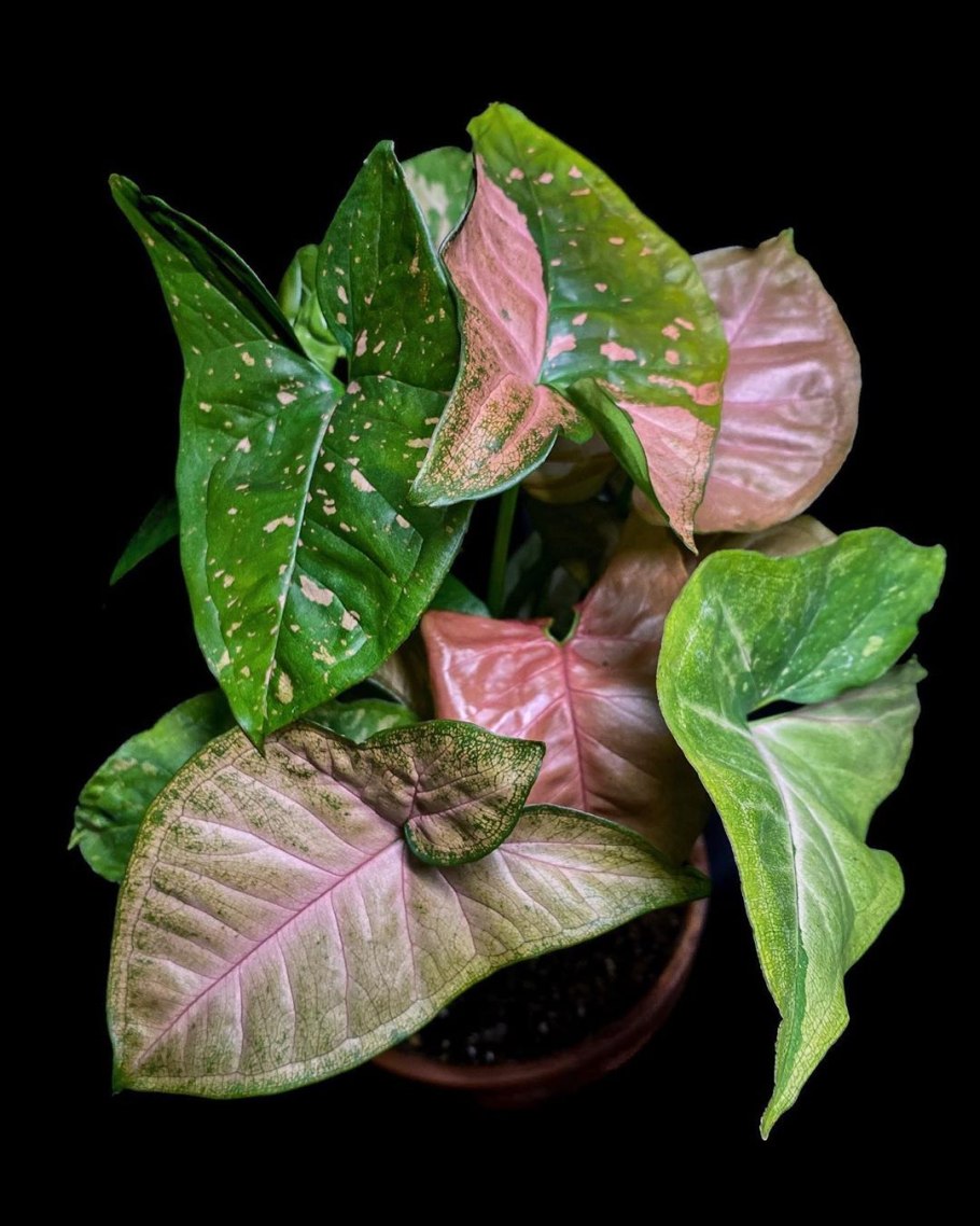 Сингониум розовый неон