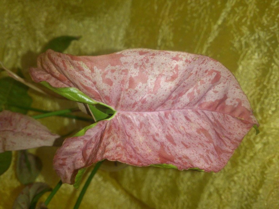 Сингониум Pink Salmon