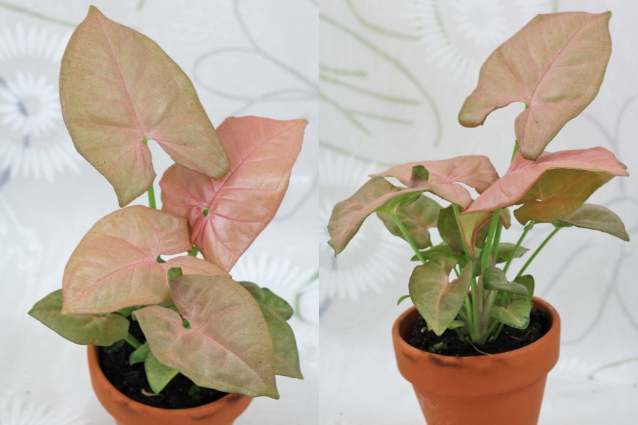 Сингониум Перфекшн