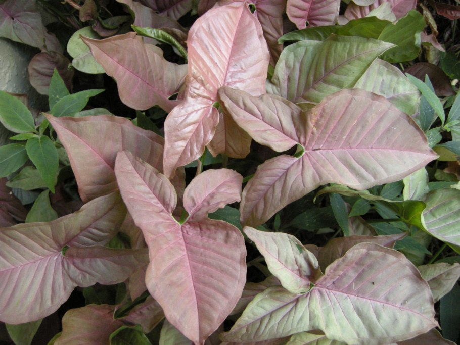 Сингониум Пинк