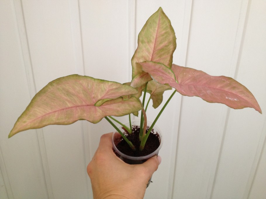 Сингониум Еллоу Пинк