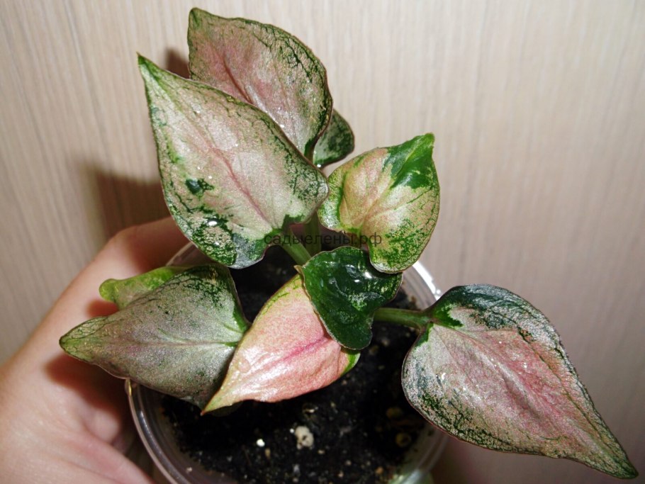 Сингониум Пинк Сплеш