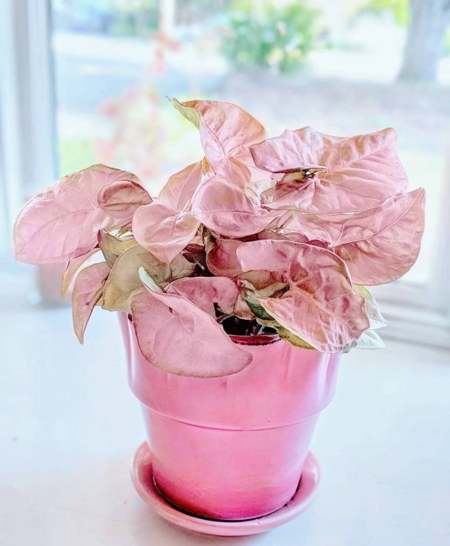 Сингониум Pink spot