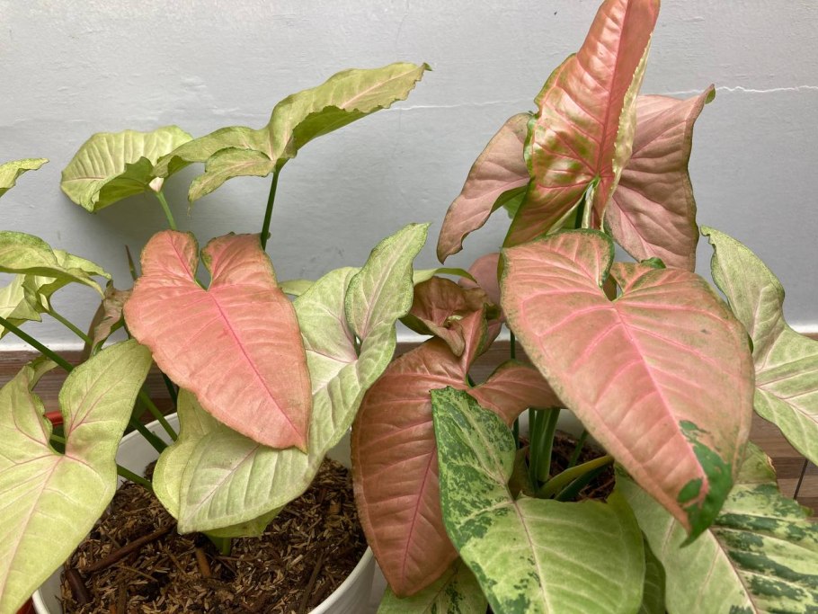 Сингониум Pink